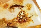 Polished Colombian Copal ( g) - Contains Termite & Cicada! #326741-1